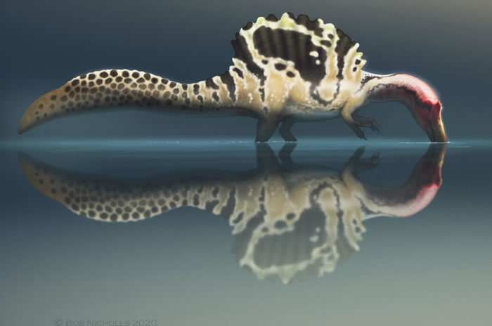 新研究表明水生的棘龙可能更多的是以岸上的猎物为食