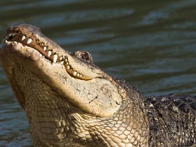 澳大利亚男子游泳时遭到鳄鱼袭击 他成功用手将鳄鱼嘴分开并将头拔出