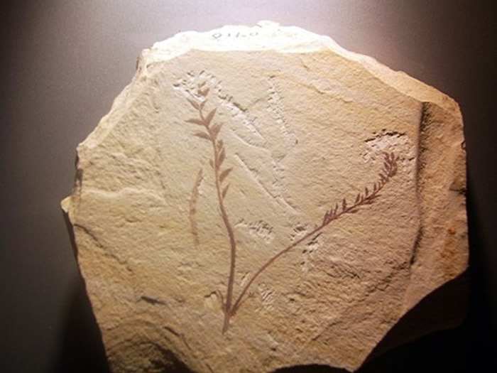 辽宁古果（Archaefructus liaoningensis），为迄今发现的最早的被子植物之一（早白垩纪，一亿两千五百万年前）。