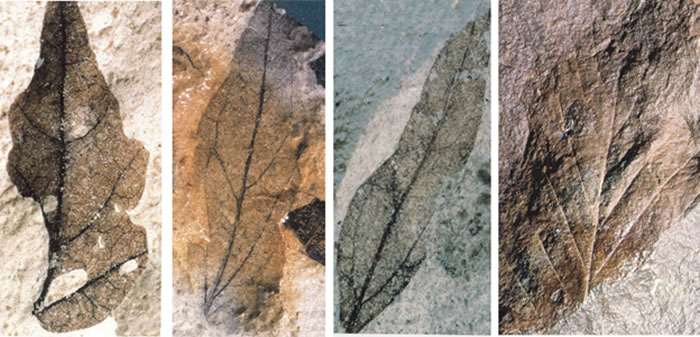 被子植物叶片化石，发现于一亿年前的南极洲