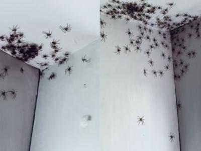 异形入侵：澳洲悉尼女子发现女儿房间出现上百只黑色蜘蛛