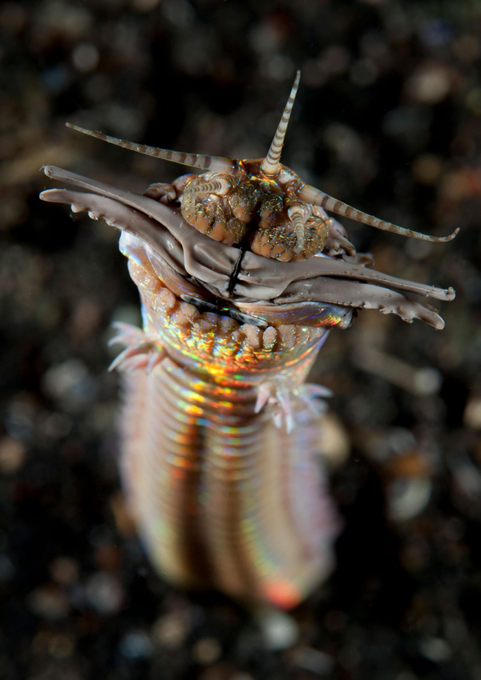 猎食性的博比特虫可长到3公尺长。图中这只摄于印尼的伦贝海峡（Lembeh Strait）。 PHOTOGRAPH FROM RYAN ROSSOTTO, NAT