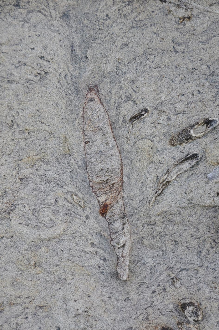 这个在台湾找到的孔穴生痕化石，顶端形成了羽毛状的崩塌结构，跟现代博比特虫孔穴的结构很类似。 COURTESY OF LUDVIG LÖWEMARK