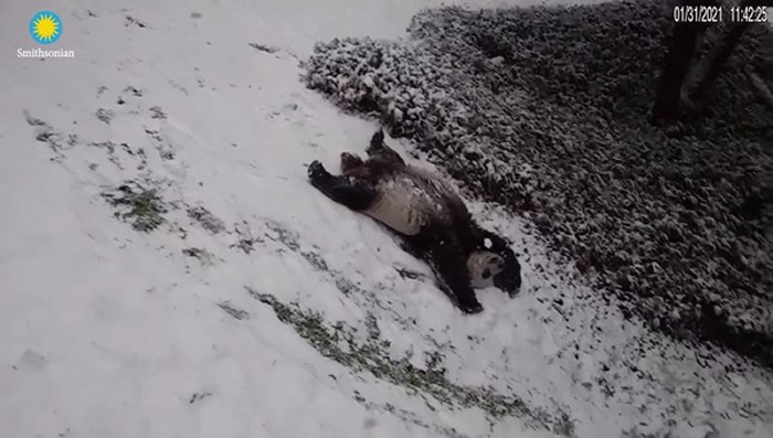 美国史密森尼国家动物园大熊猫美香和田田雪地中“大字躺” 惬意生活让22万网友羡慕