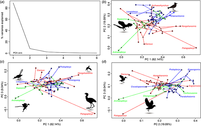 中生代鸟类体型空间分布（王敏 供图）