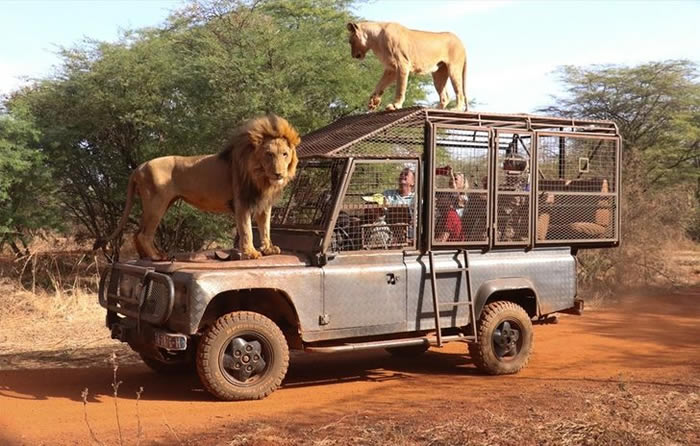 非洲塞内加尔“班迪亚牧场”动物园笼车供游客乘坐 让狮子能自由自在的欣赏人类