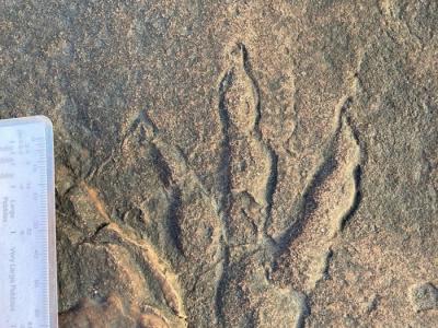 英国威尔士四岁小女孩在海滩发现近十年来最完好的恐龙脚印化石
