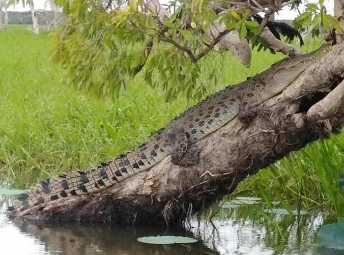 澳洲男子钓鱼时发现大树竟然长出4只脚 仔细一看3公尺长巨鳄爬在树上