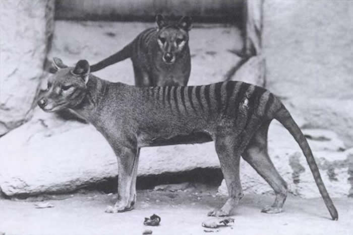 澳大利亚有人声称在塔斯马尼亚的摄像头陷阱中发现已灭绝的塔斯马尼亚虎（袋狼）