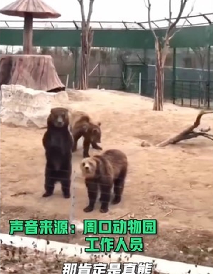 河南周口野生动物园的黑熊向游客打招呼