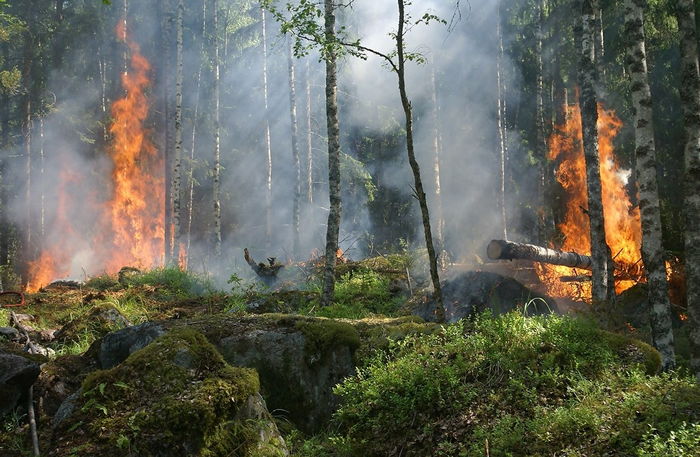 气候变迁：全球野火地域性正在改变 蔓延规模扩大