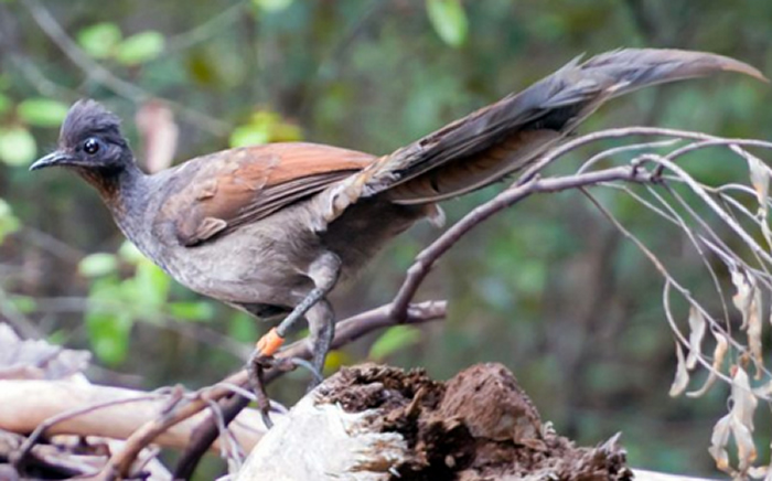 澳洲雄性琴鸟会利用叫声欺骗来达到交配目的