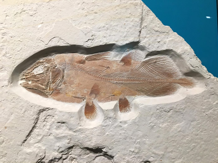 一块巨大的腔棘鱼化石：生前可能有5米长