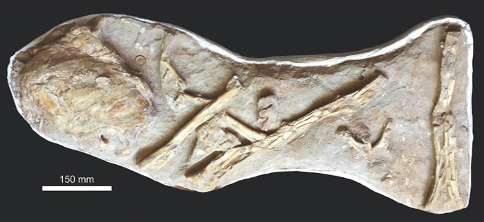 一块巨大的腔棘鱼化石：生前可能有5米长