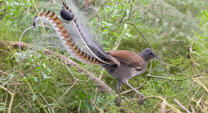 澳大利亚鸟类学家发现雄性琴鸟会模仿其他鸟类的警报叫声欺骗雌鸟留下来交配