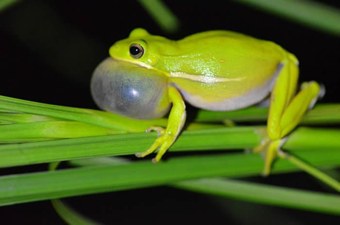 研究发现雌性树蛙能够通过给肺部充气从而听到雄性树蛙的求偶叫声