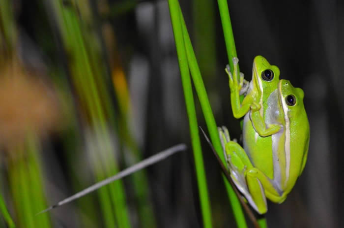 研究发现雌性树蛙能够通过给肺部充气从而听到雄性树蛙的求偶叫声