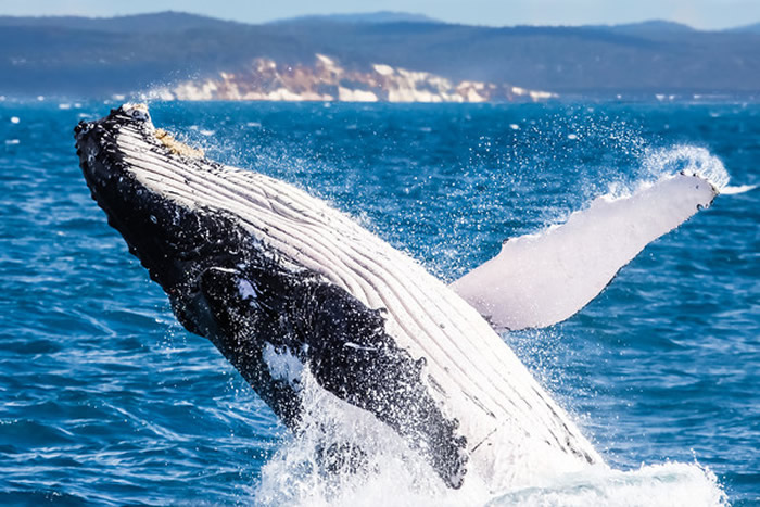鲸鱼杰出的抗癌能力可能来自于它们的基因