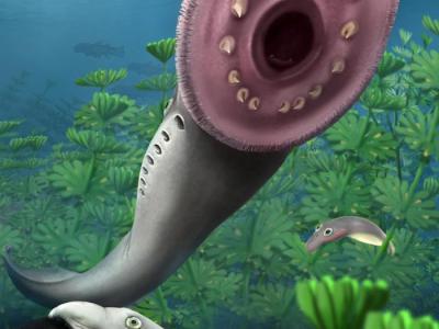 《自然》：新化石发现表明远古八目鳗幼体与现代幼体完全不同 更接近现代成年八目鳗