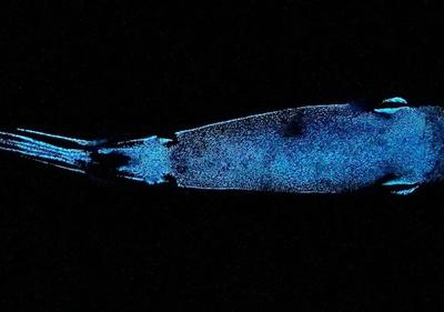 三种深海鲨鱼具有生物发光现象 铠鲨是目前已知能发光的最大型脊椎动物