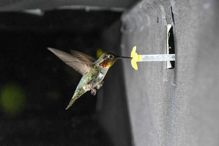 《eLife》：新研究解释蜂鸟快速拍动翅膀时发出嗡嗡声的原因