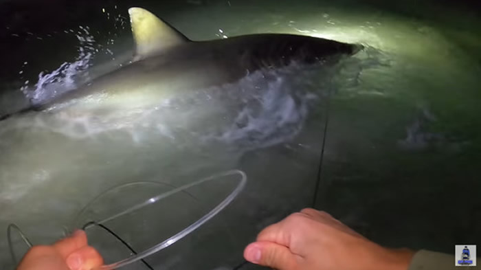 美国佛州一群渔夫出海钓到大白鲨 耗费40分钟终于将巨大鲨鱼拉到岸上