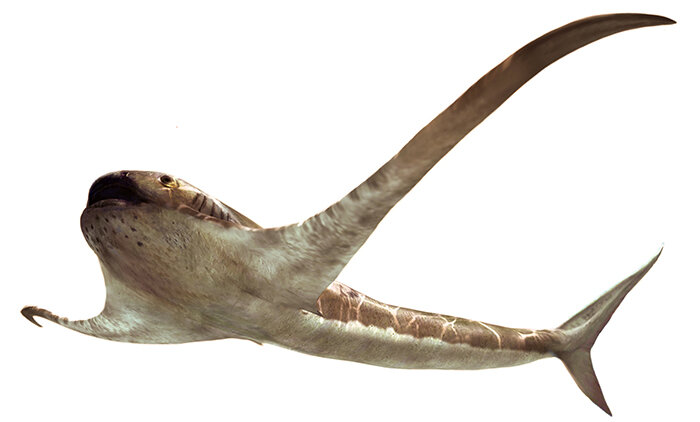 白垩纪晚期海洋中存在类蝠鲼浮游食性鲨鱼Aquilolamna milarcae