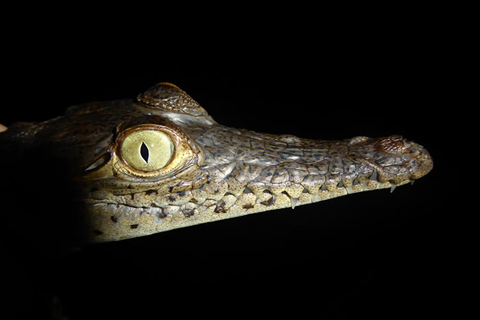 研究发现古代鳄鱼在数百万年时间里经历快速进化