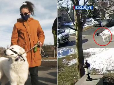 加拿大女子遛狗时突然倒地失去意识 忠犬立即跑到街上拦车成功救命
