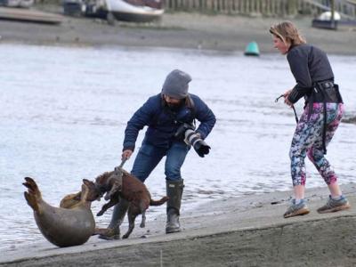 英国女饲主遛狗未使用牵绳 狗攻击小海豹导致其伤重遭安乐死