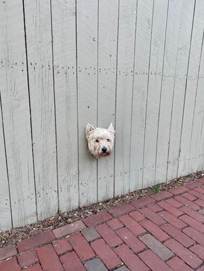 美国麻州女子每天早上慢跑经过一户人家时总是会看到围墙上一颗“漂浮狗头”