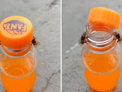 巴西圣保罗两只小蜜蜂一起合作打开汽水瓶盖