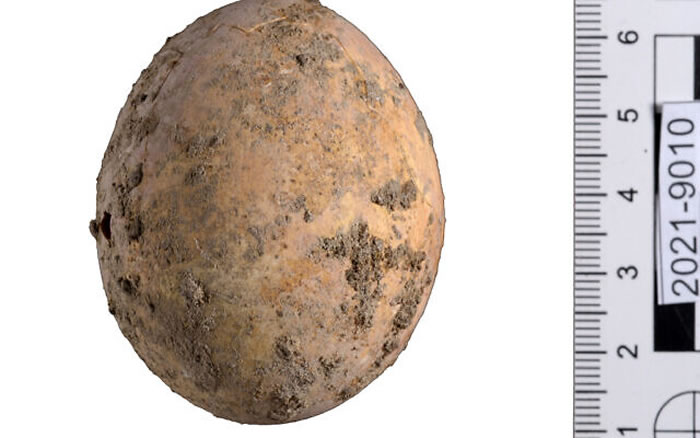 以色列考古学家发现一枚拥有千年历史的鸡蛋