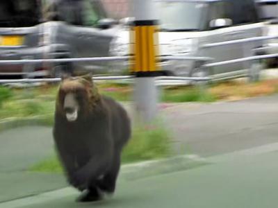 熊出没注意！日本北海道札幌市野生熊攻击4人 警察追捕8小时终击毙