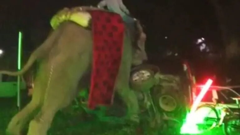 印度北方邦一头大象因为燃放鞭炮被激怒 大闹婚礼现场掀翻4辆汽车