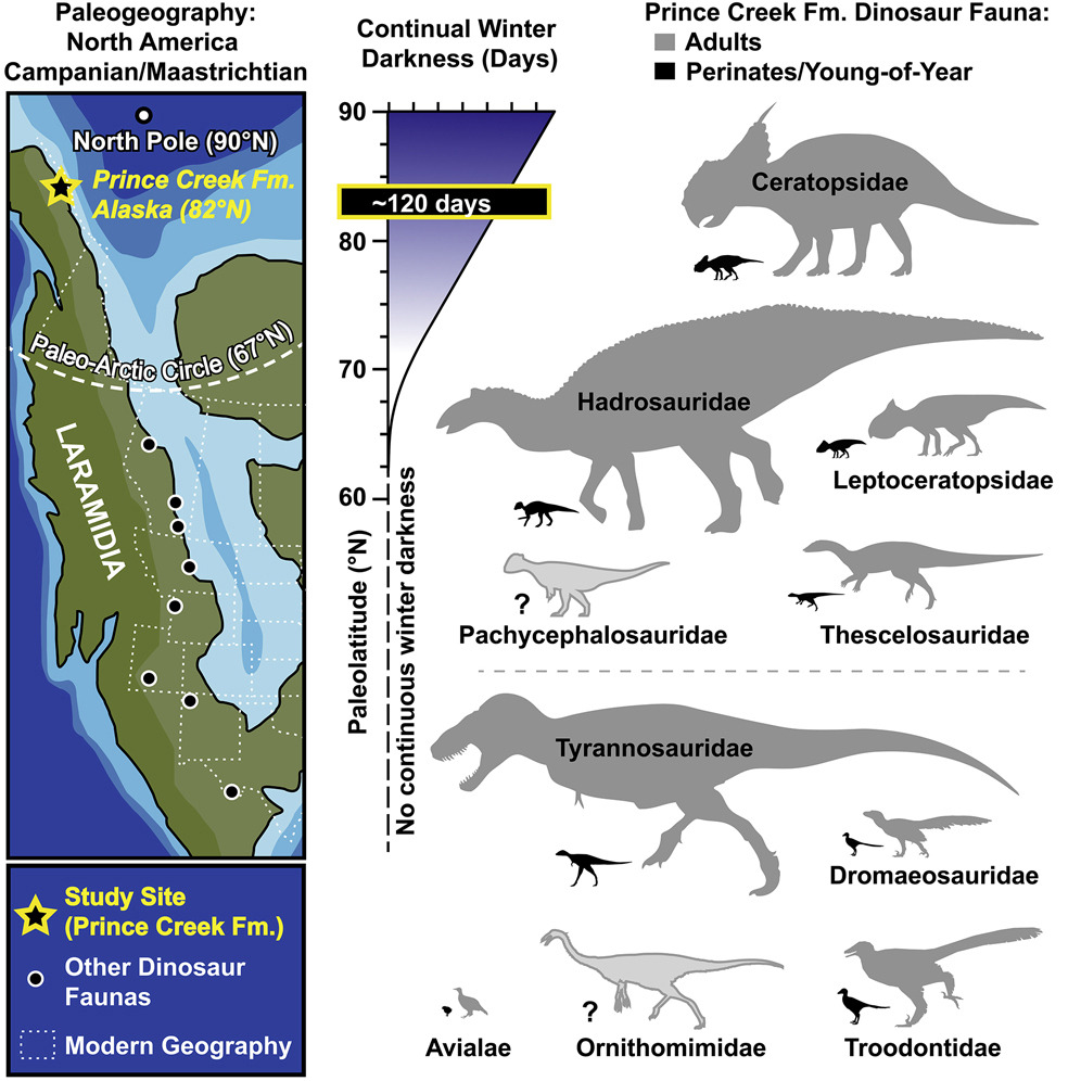 《当代生物学》：恐龙曾在北极筑巢