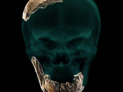 以色列发现的奇怪头骨化石可能属于未知的人类祖先