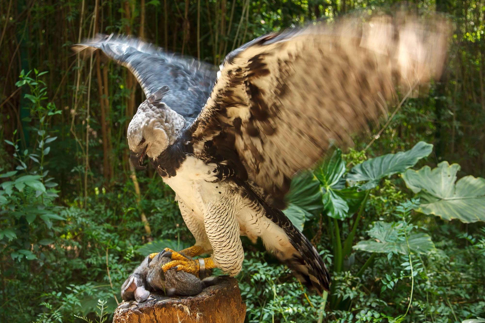世界上最大的鹰种之一--美洲角雕在亚马逊森林严重砍伐的地区艰难地哺育后代