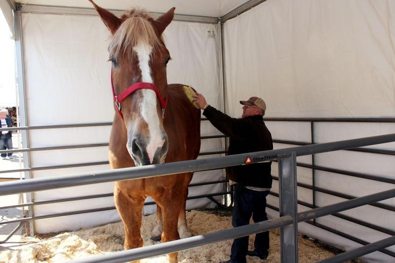 美国威斯康辛州破吉尼斯世界纪录“世界上最高的马”Big Jake去世