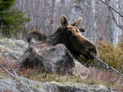 研究发现关于罗亚尔岛国家公园的狼和驼鹿的新见解