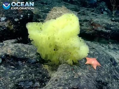 《自然》杂志：海绵可能早在8.9亿年前就生活在地球海洋中