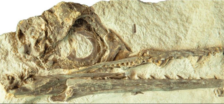 7000万年前的化石研究发现：独特的大脑结构可能是鸟类祖先在大灭绝中幸存下来的原因