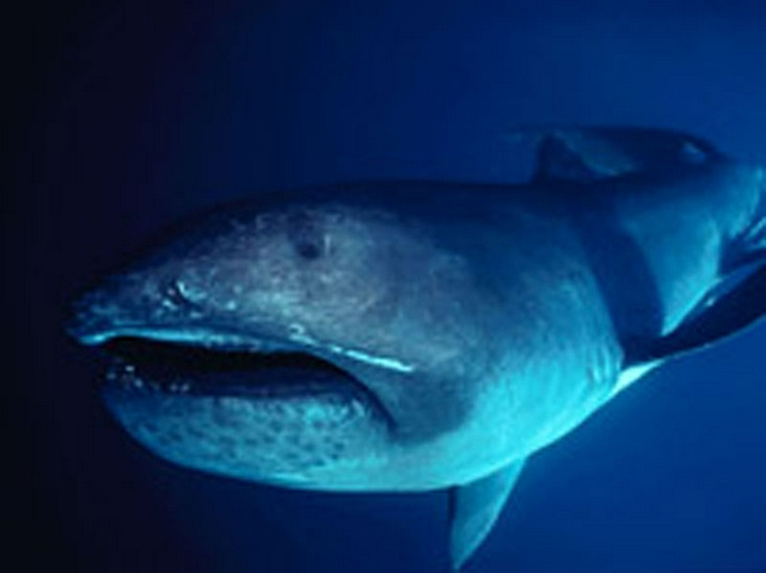 巨口鲨
