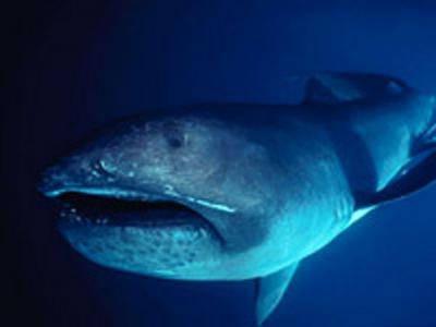 地球历史上最大的八种鲨鱼