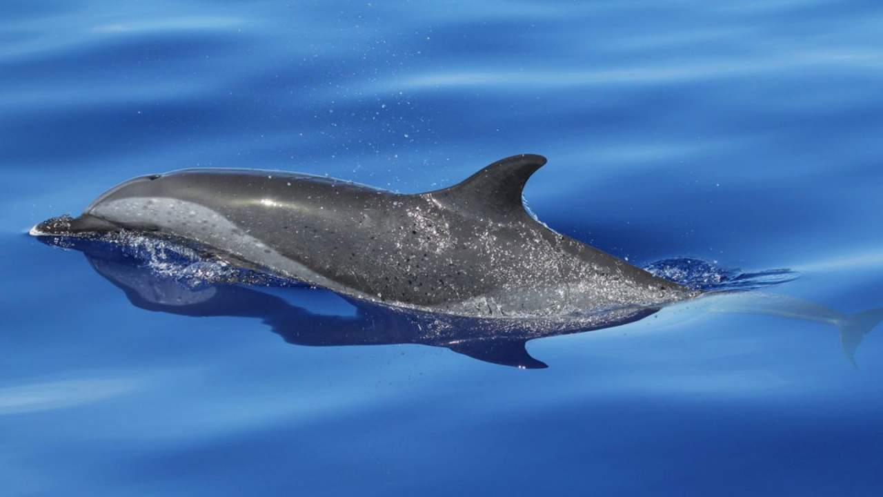 新研究揭示鲸类动物是如何发展出头顶吹气孔的