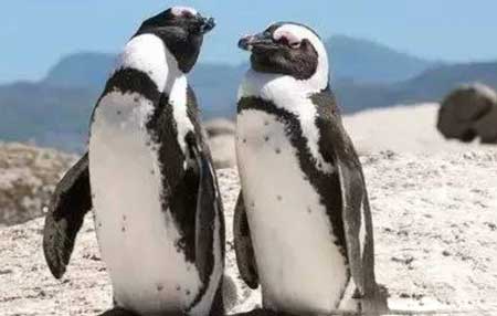 非洲有企鹅吗?非洲企鹅和南极企鹅有什么不同?
