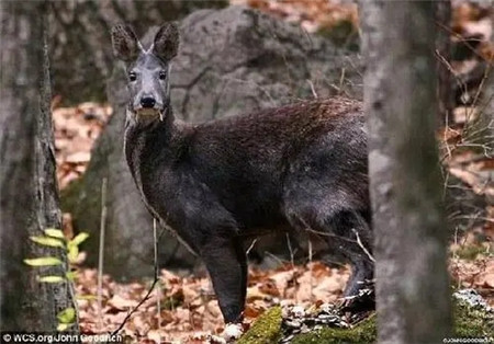 吸血鬼鹿长什么样?吸血鬼鹿以血为食吗?