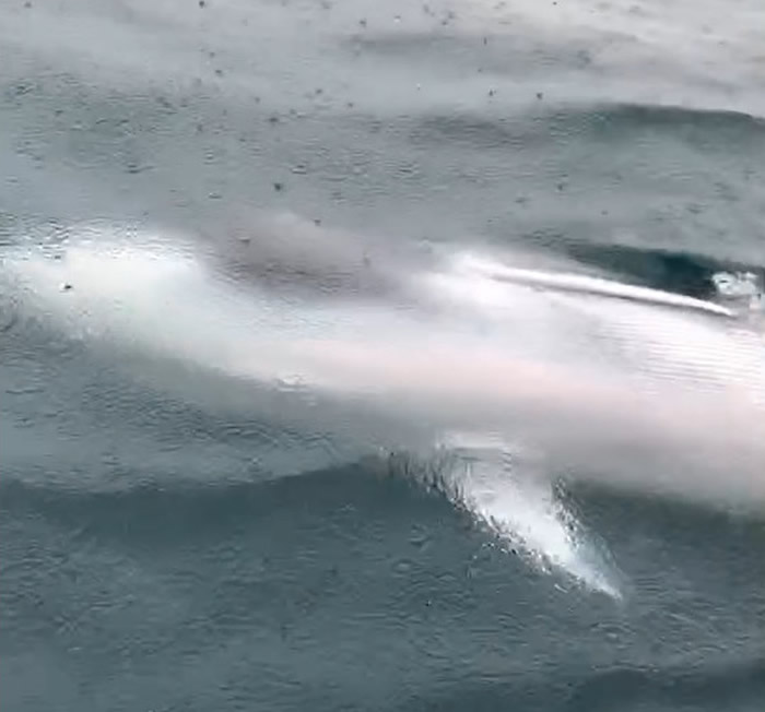 “热带须鲸”首次出现在台湾基隆海域 为北部海域目击稀有海洋生物纪录再添一笔资料