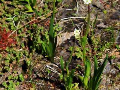 北美西部发现一种新的食肉植物——Triantha occidentalis