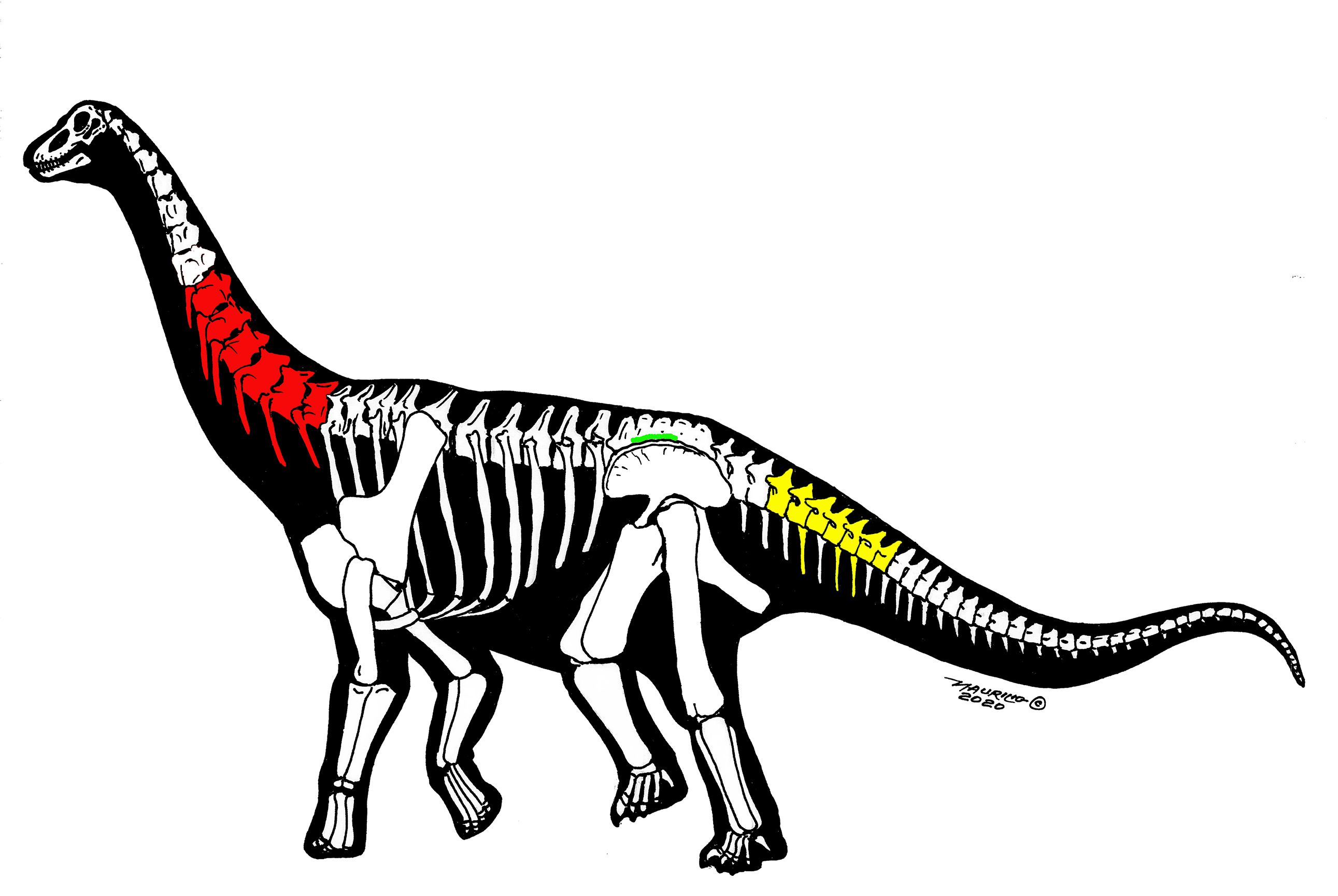 新研究的三件恐龙化石骨骼保存示意图 （Maurilio Oliveira绘）红色（颈椎）：中国丝路巨龙；黄色（尾椎）：新疆哈密巨龙；绿色（荐椎）：未命名化石